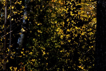 Ontario, Canada, Birch