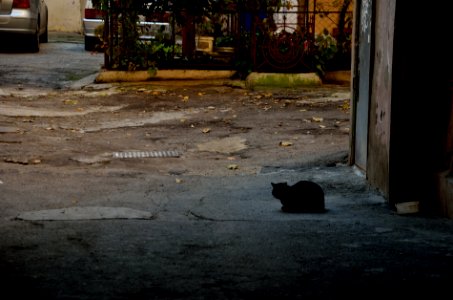 Odessa, Ukraine, Cat