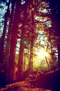 Skole, Ukraine, Forest