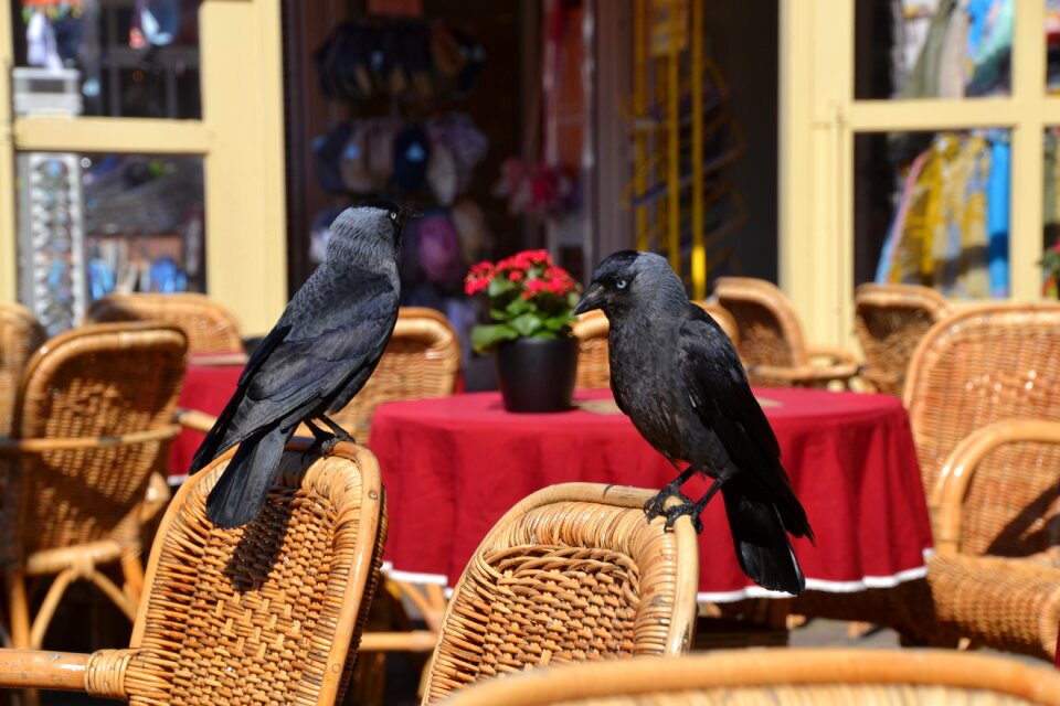 Animal black flying