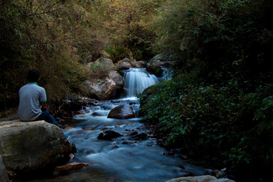 Travel, Lonely, Forest