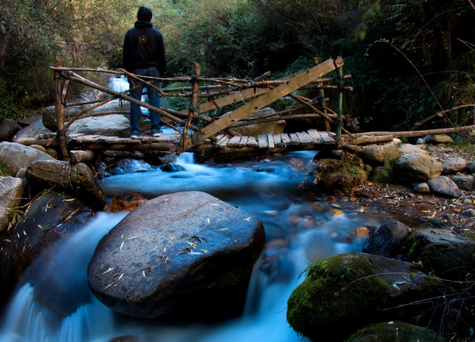 Manali, India, Forest