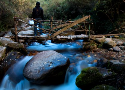 Manali, India, Forest