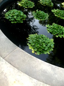 Lily pads, Fountain photo
