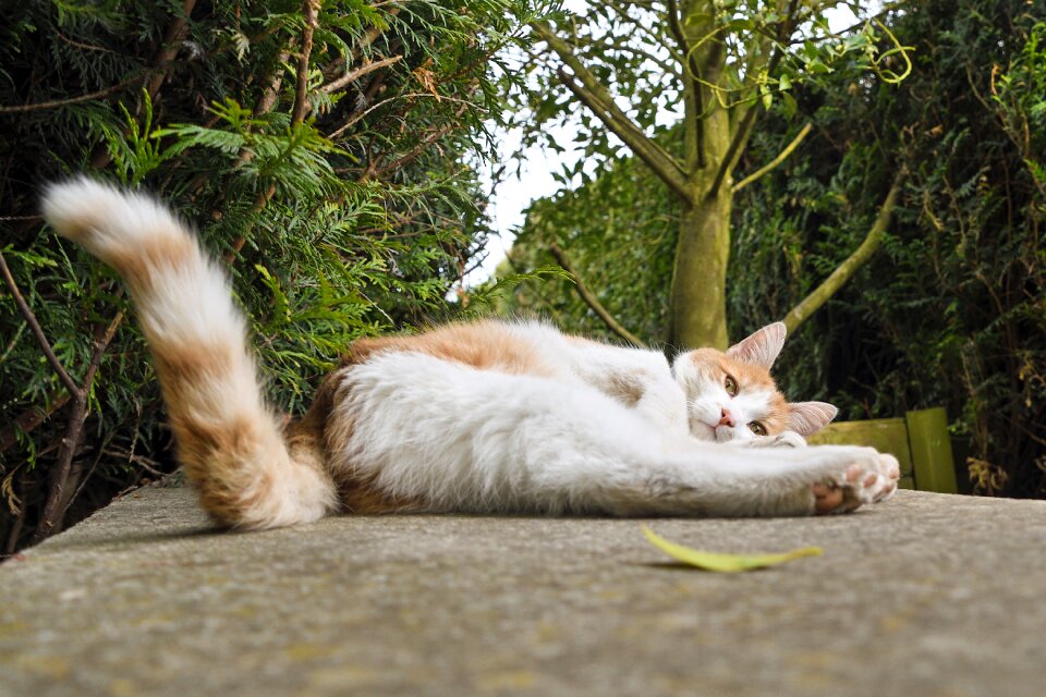 Lying tail white and red