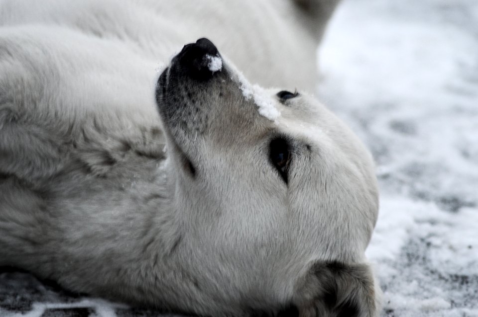 Friend, Snow, Winter