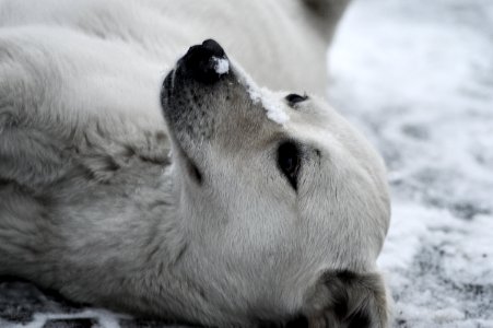 Friend, Snow, Winter