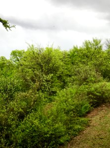 Frisco, United states, Nature