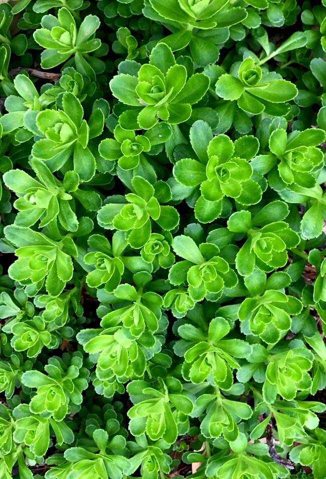 Frisco, United states, Growth