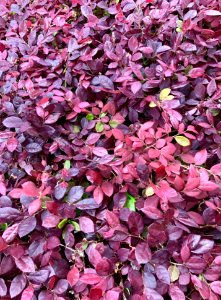 Frisco, United states, Plant