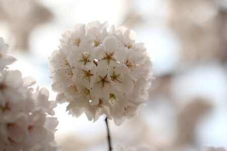 Spring bloom floral photo