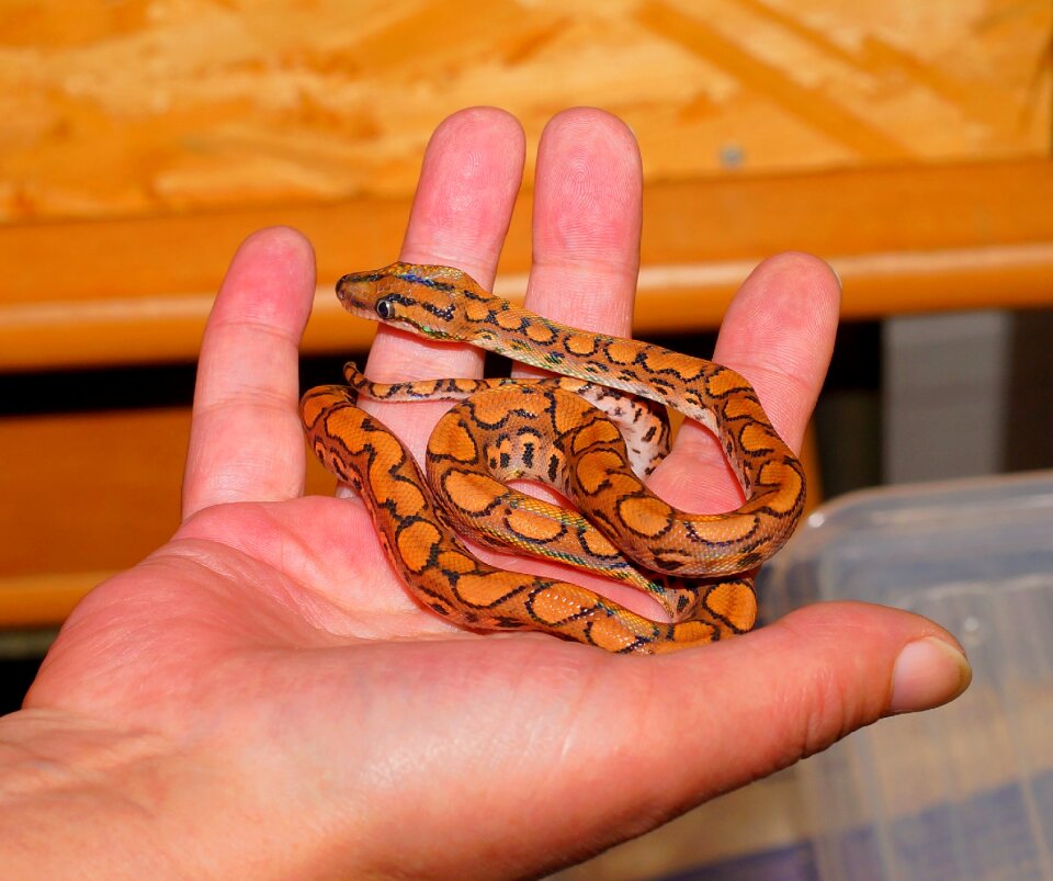 Reptile scale iridescent