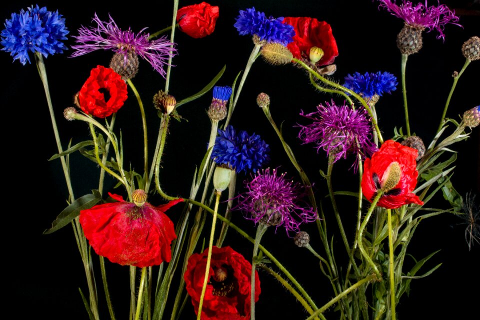 Poppy mohngewaechs flower