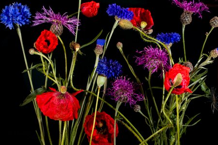 Poppy mohngewaechs flower