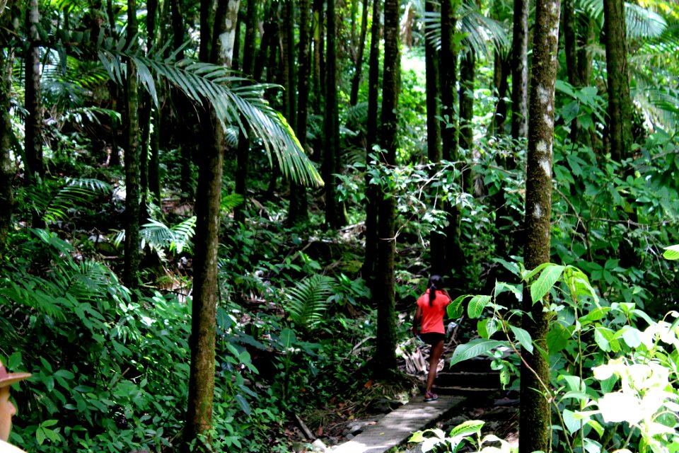 El yunque, Puerto rico, Tropical