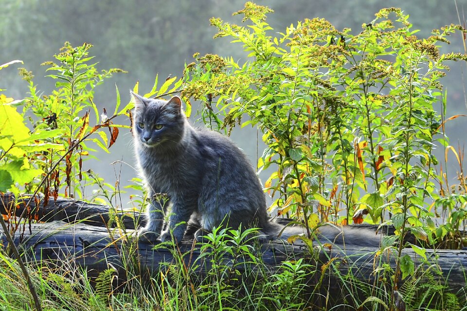 Grey cat nature animal