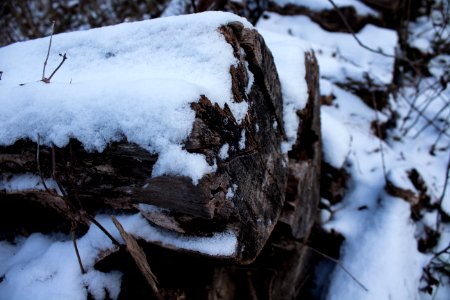 Nashville, United states, Winter photo