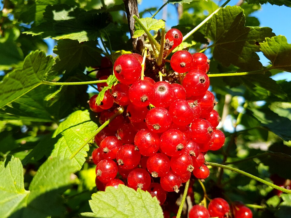 Berry nature garden