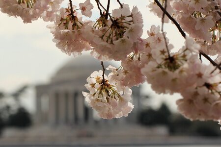 Spring bloom floral