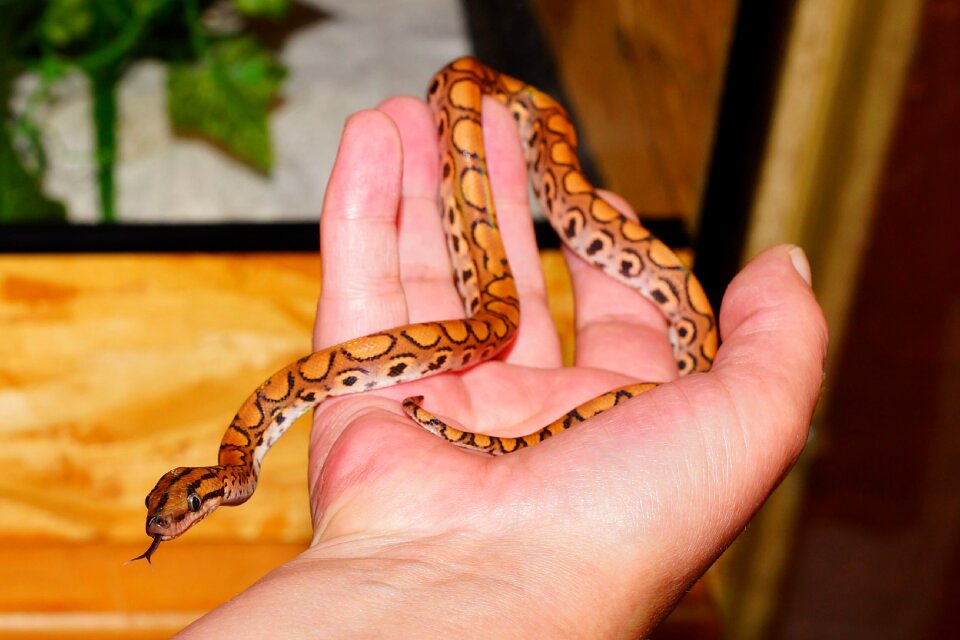 Exotic reptile scale