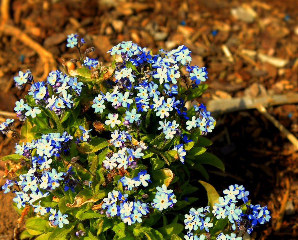 Forget me not beauty flower garden