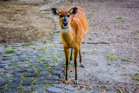 Berlin, Dear, Animal photo