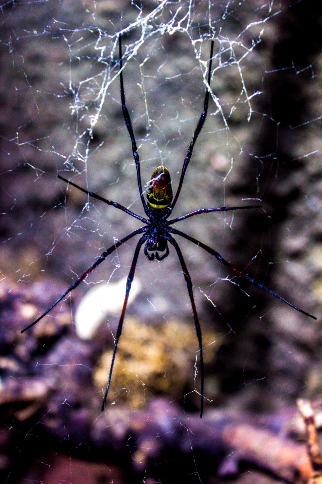 Creature, Insect, Web photo