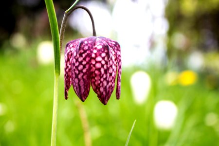 Irel, Garden, Purple
