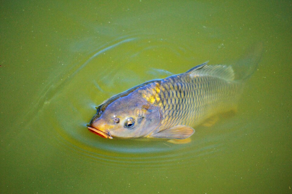 Swim pond water photo