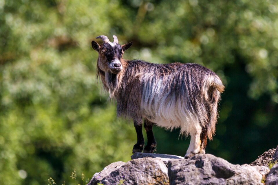 Mammals billy goat happy