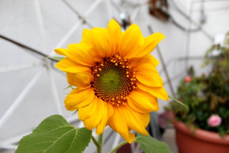 Mexico city, Mexico, Sunflower photo