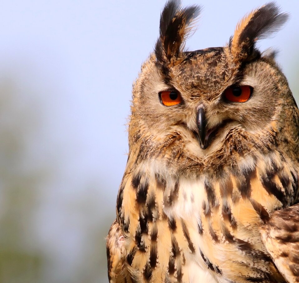 Wildlife eurasian feather