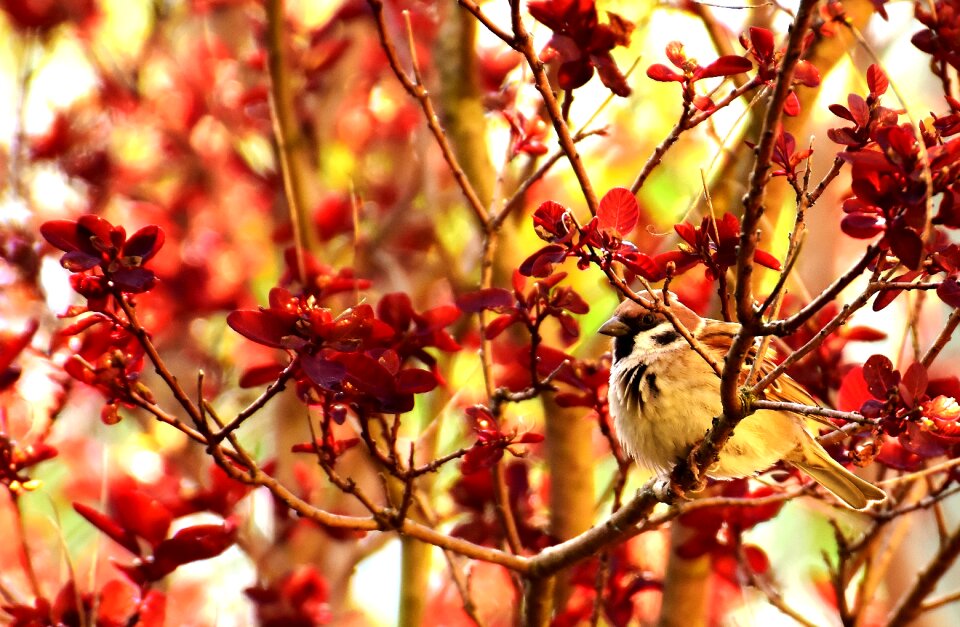 Nature garden foraging