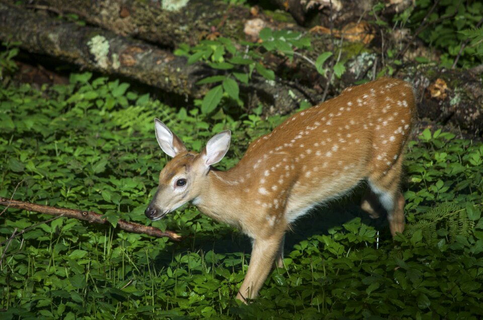 Deer nature animal