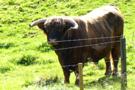 Highl, Cattle