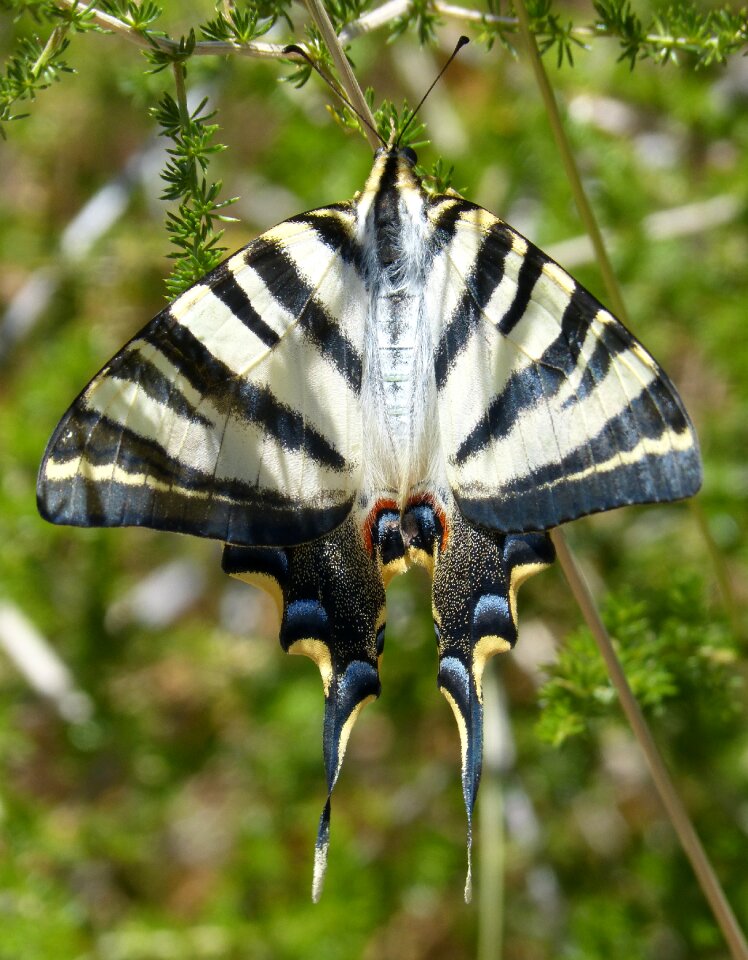 Butterfly queen machaon beauty