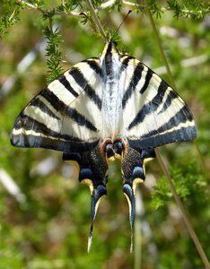 Butterfly queen machaon beauty