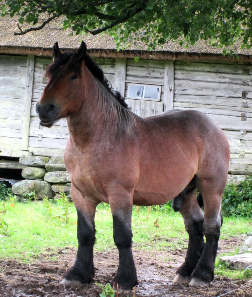 Horse