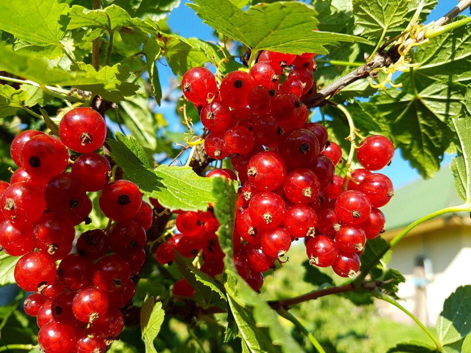 Berry nature garden