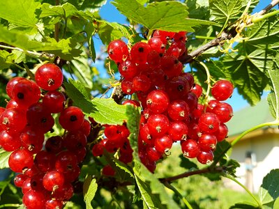 Berry nature garden
