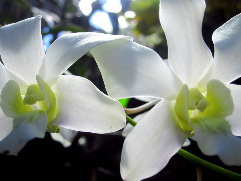 Indang, Philippines, Orchid