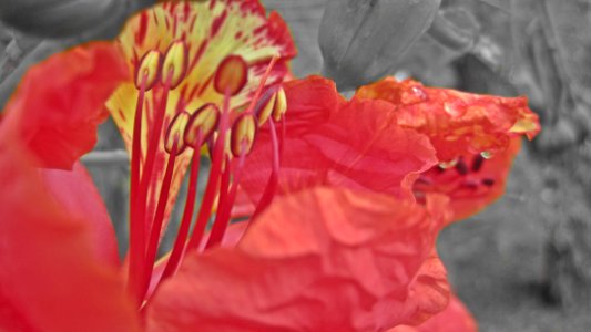 Alfonso, Philippines, Flower