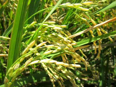 Tanza, Agriculture