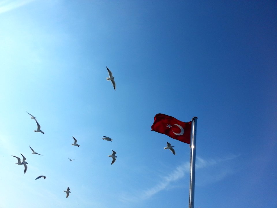 Istanbul, Turkey, Bird