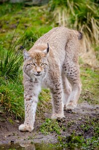 Subfamily of felines face adorned favorites triangular ears