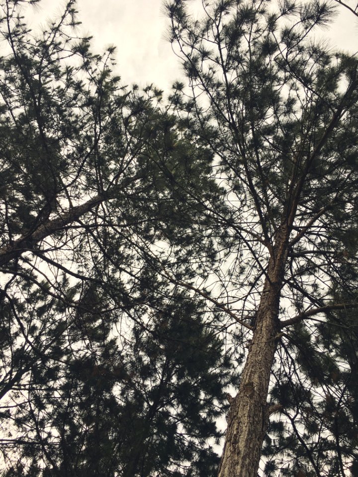 Jundia, So paulo, Brasil