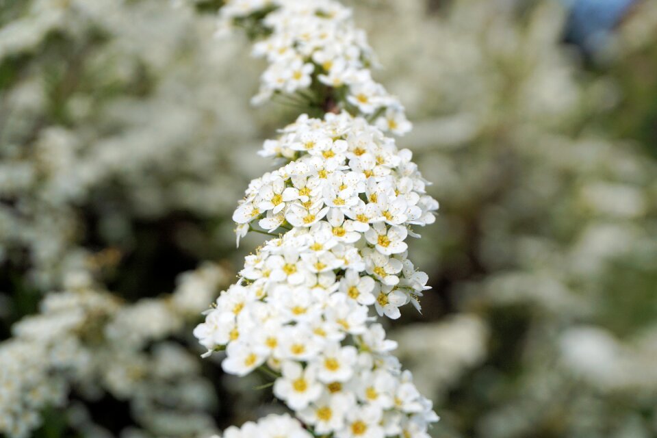 Bush ornamental shrub spierstrauch