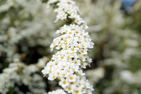 Bush ornamental shrub spierstrauch