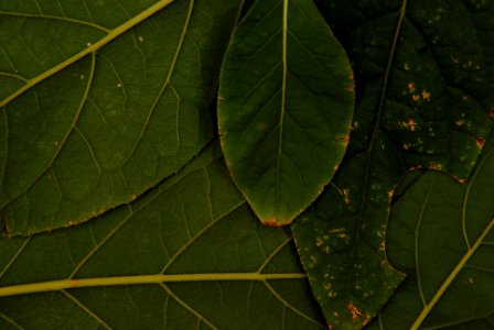 Muadzam shah, Malaysia, Green