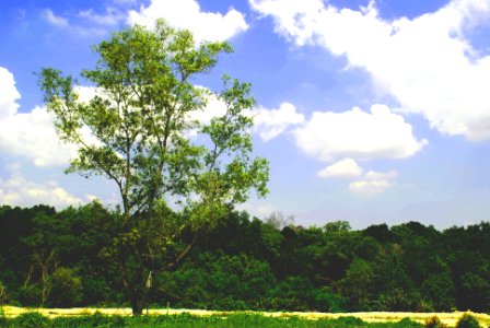 Taman perling, Green, Bushes